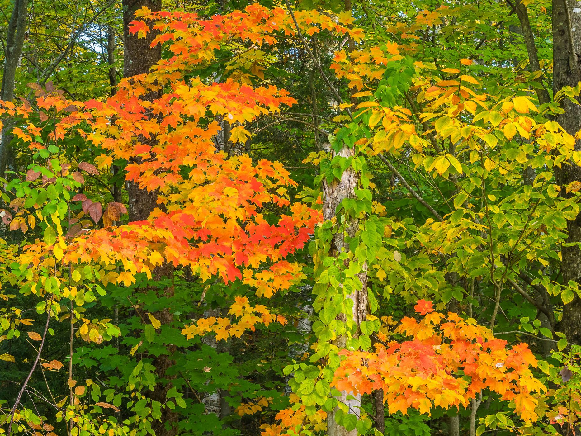 Indian Summer in Odell Park, Canada