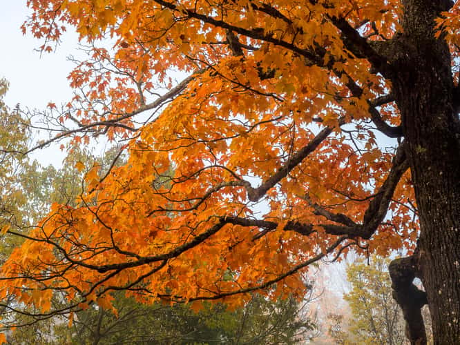 Indian Summer in Odell Park