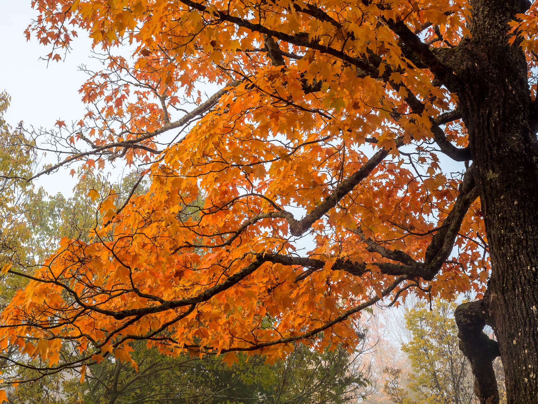 Indian Summer in Odell Park, Canada
