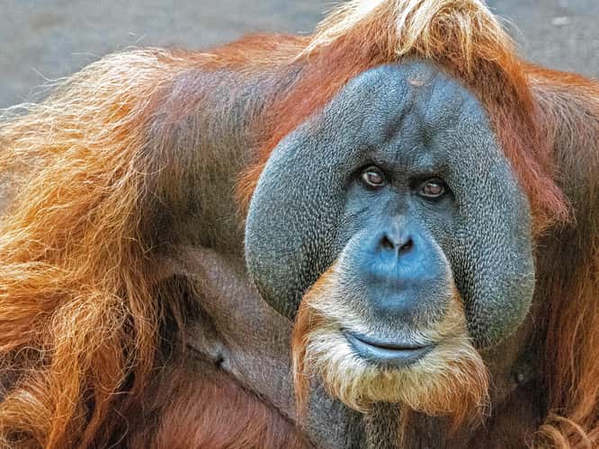 Leipzig Zoo