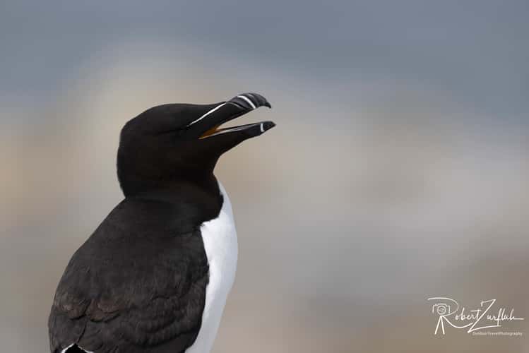 Machias Seal Island (via Boat from Maine)