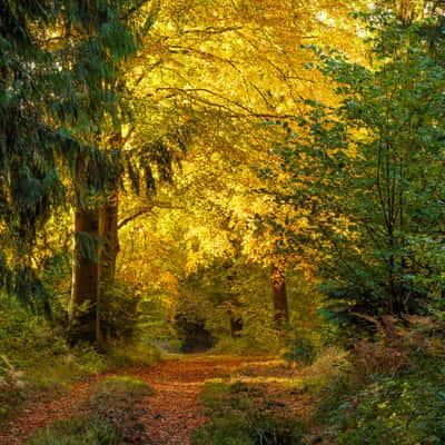 Micheldever Woods, United Kingdom