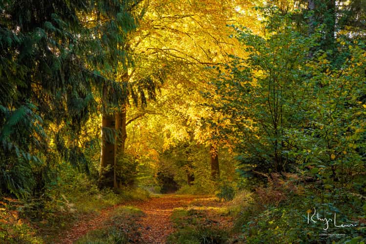 Micheldever Woods