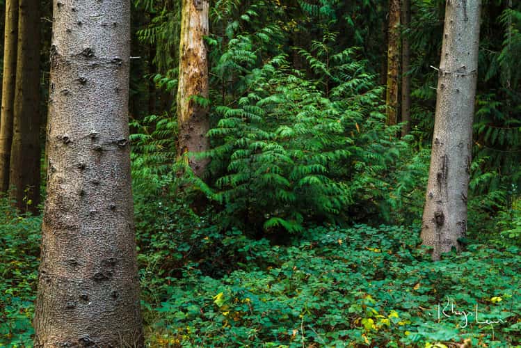 Micheldever Woods