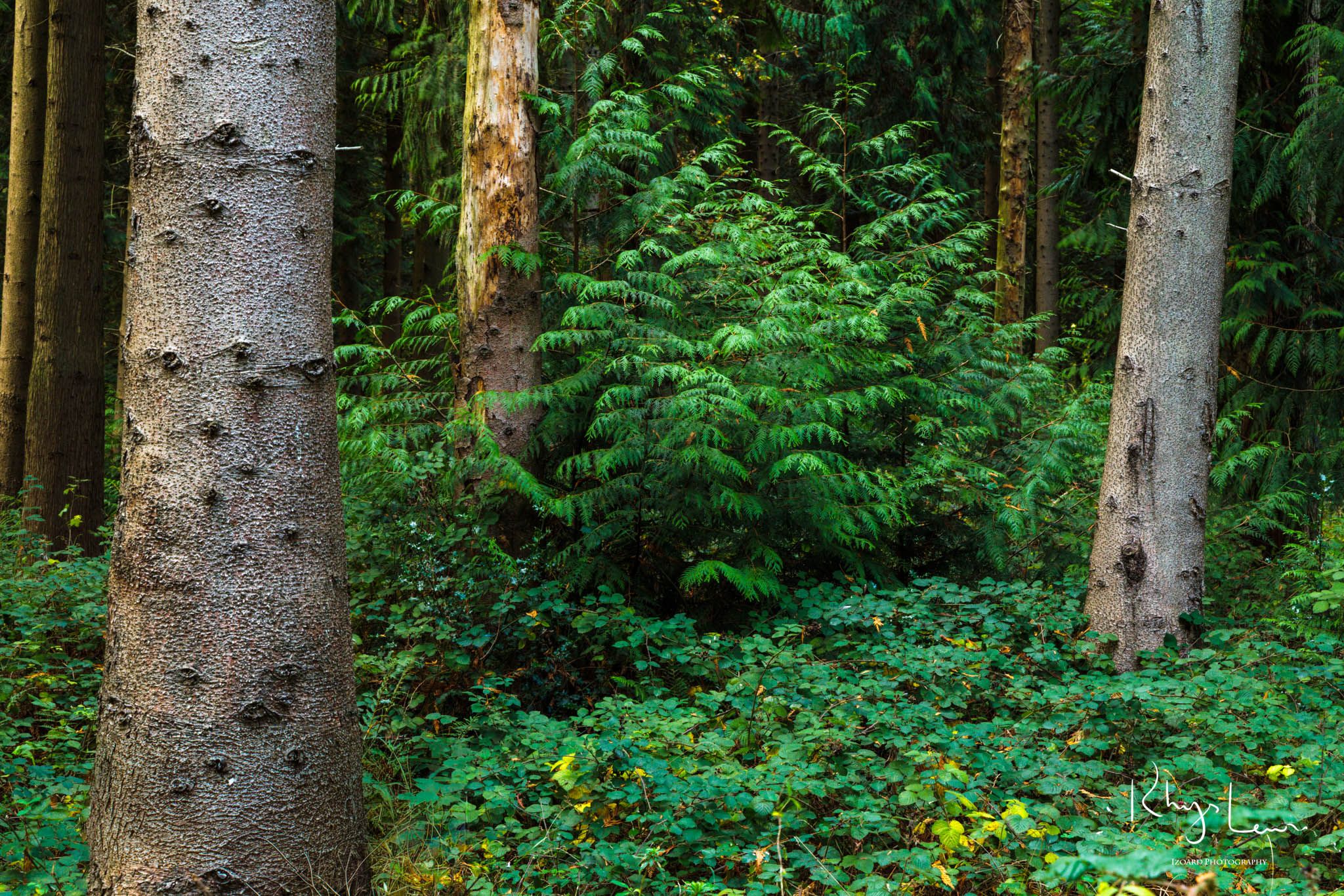 Micheldever Woods, United Kingdom