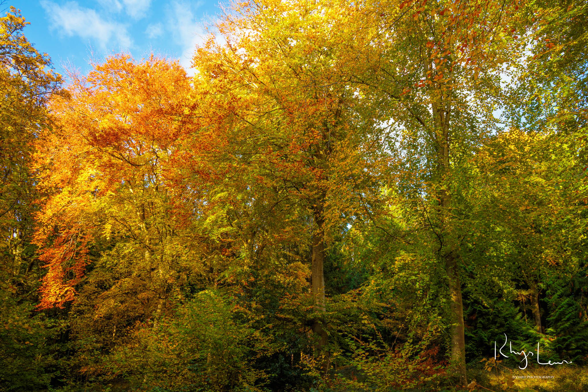 Micheldever Woods, United Kingdom