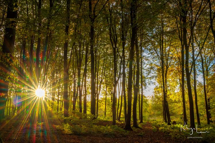 Micheldever Woods