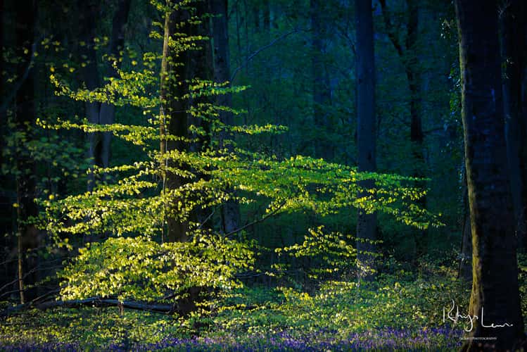 Micheldever Woods