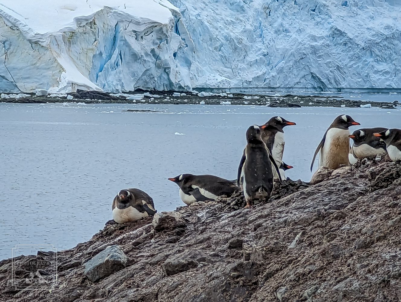 Mikkelsen Harbor, Antarctica