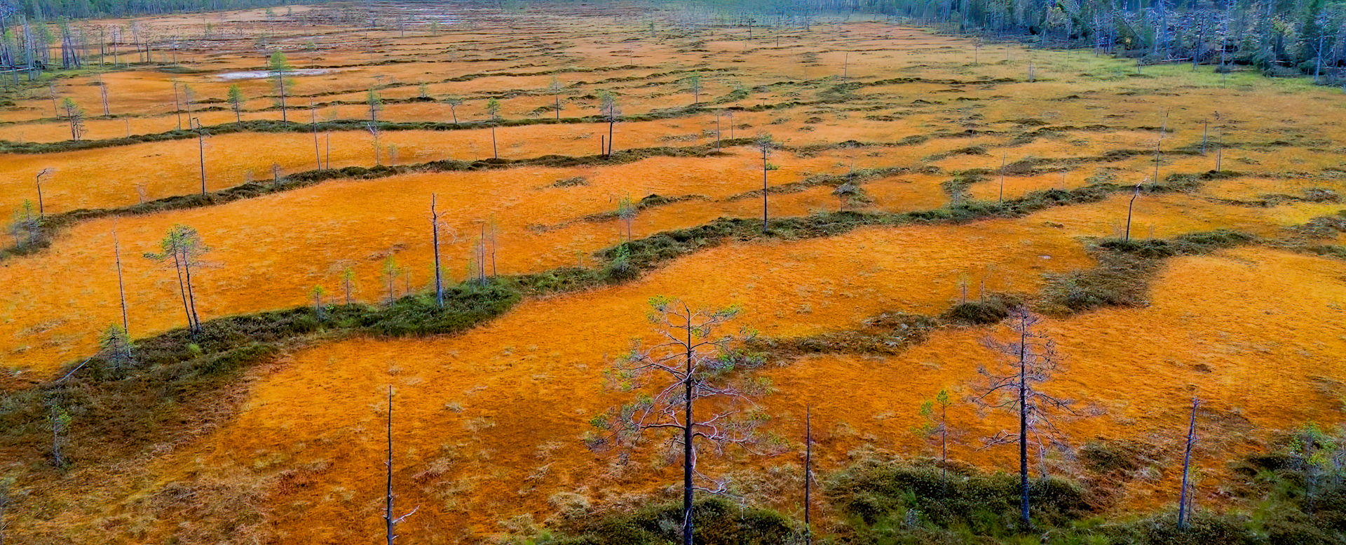 Mire: Hyöteikönsuo, Finland