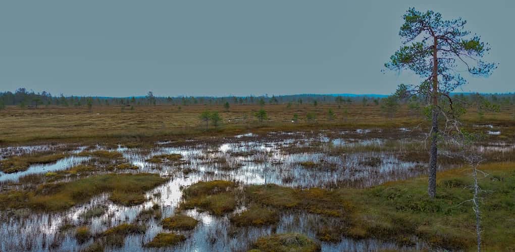 Mire: Hyöteikönsuo