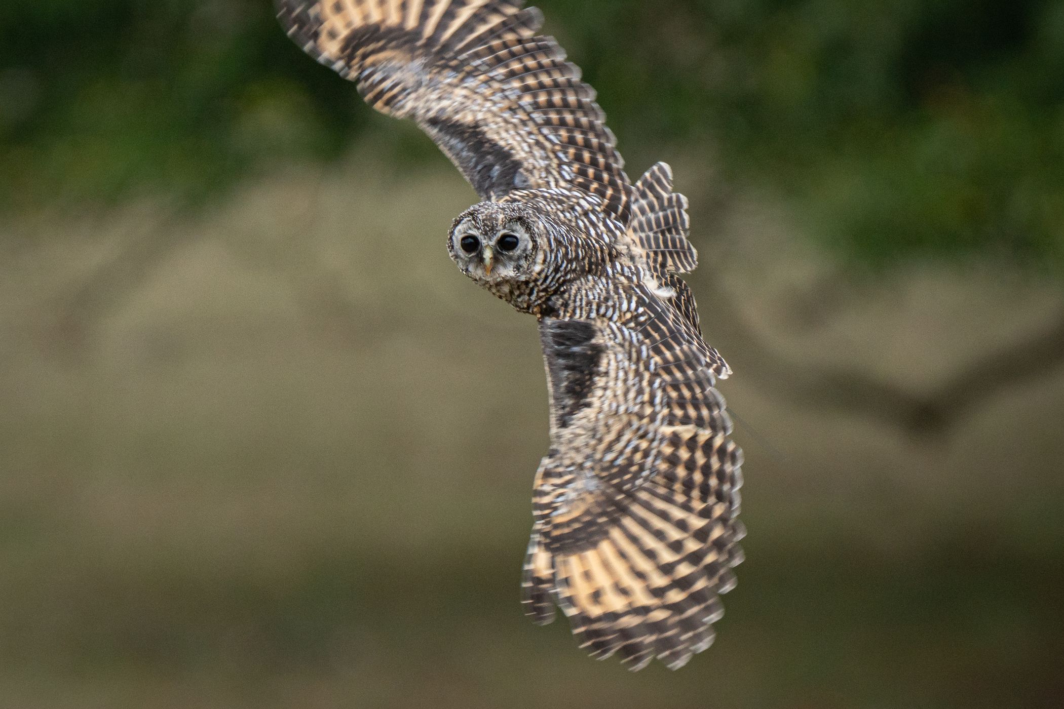 National Centre for Birds of Prey, Helmsley, United Kingdom