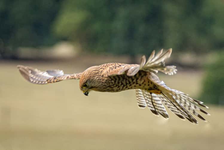 National Centre for Birds of Prey, Helmsley