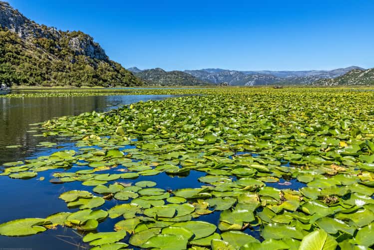 On Lake Skardar