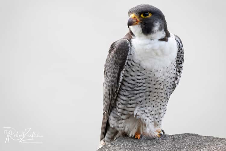 Peregrine Falcons (New Jersey)