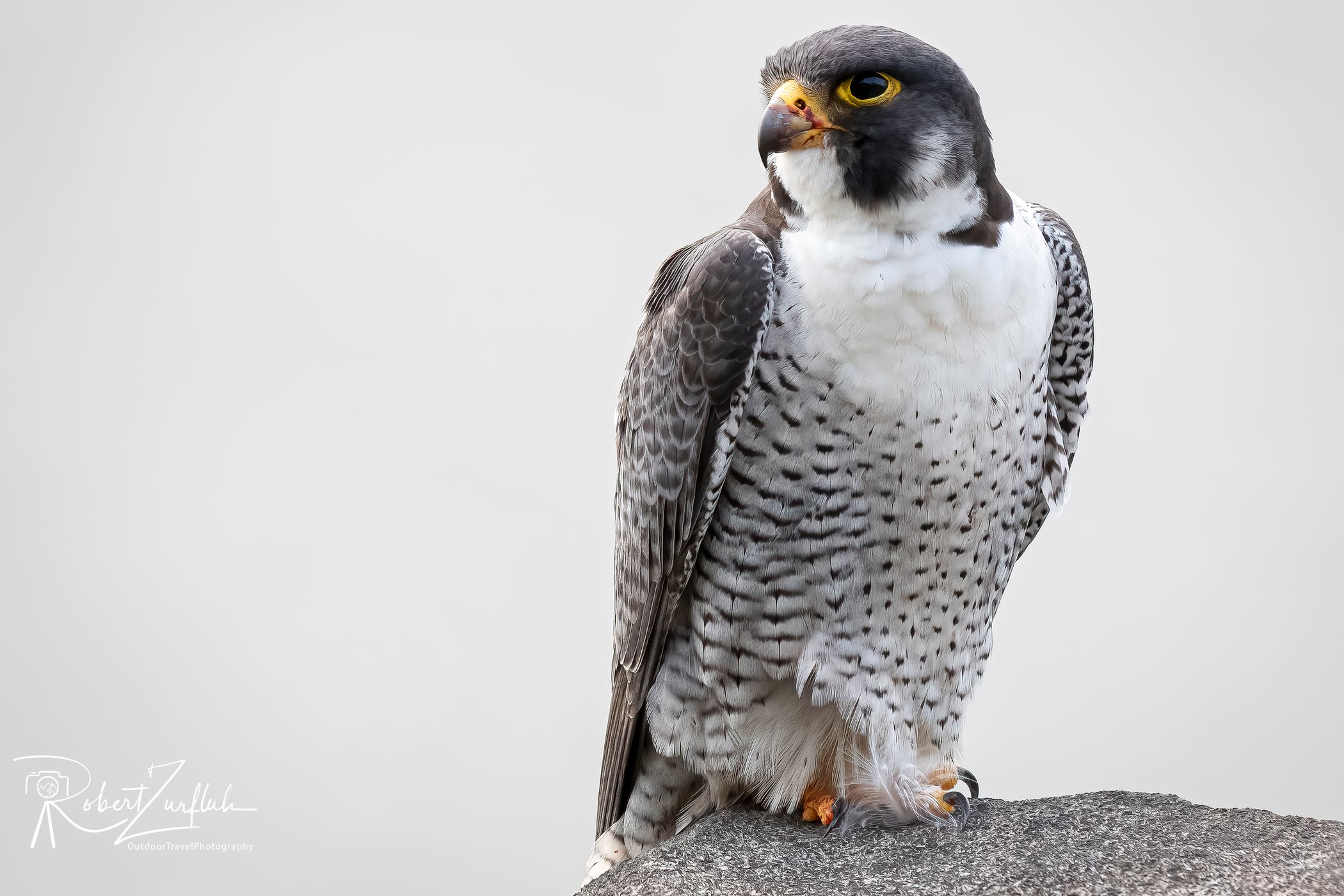 Peregrine Falcons (New Jersey), USA