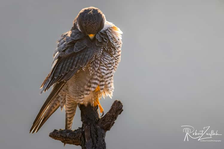 Peregrine Falcons (New Jersey)