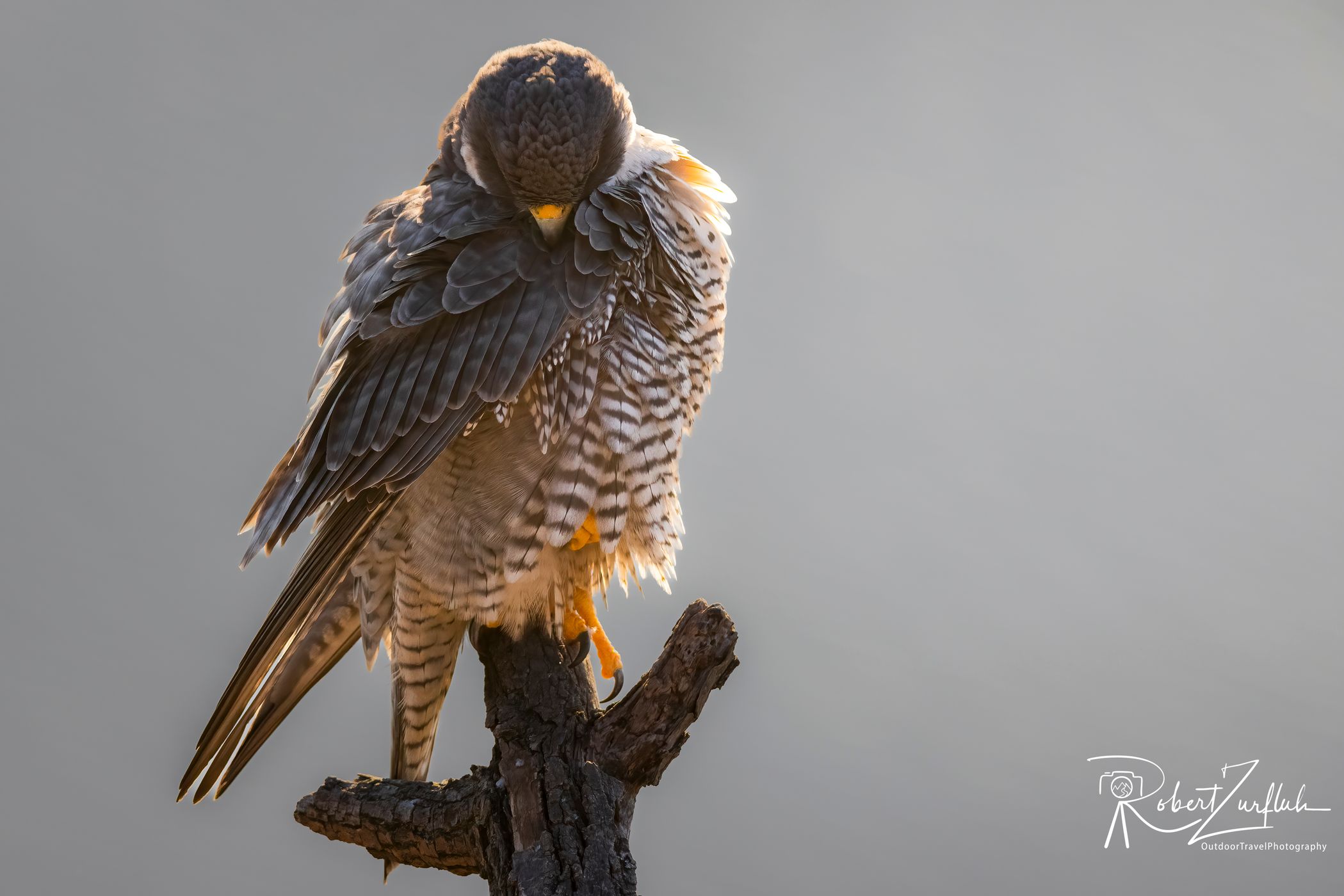 Peregrine Falcons (New Jersey), USA