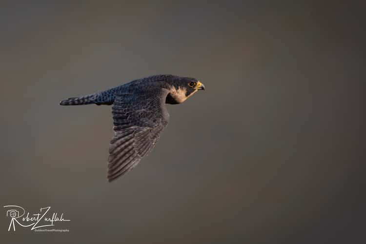 Peregrine Falcons (New Jersey)