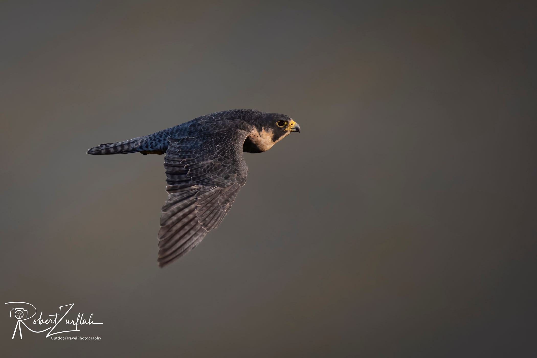 Peregrine Falcons (New Jersey), USA