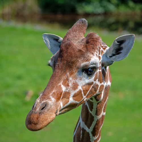 Serengeti Park Hodenhagen