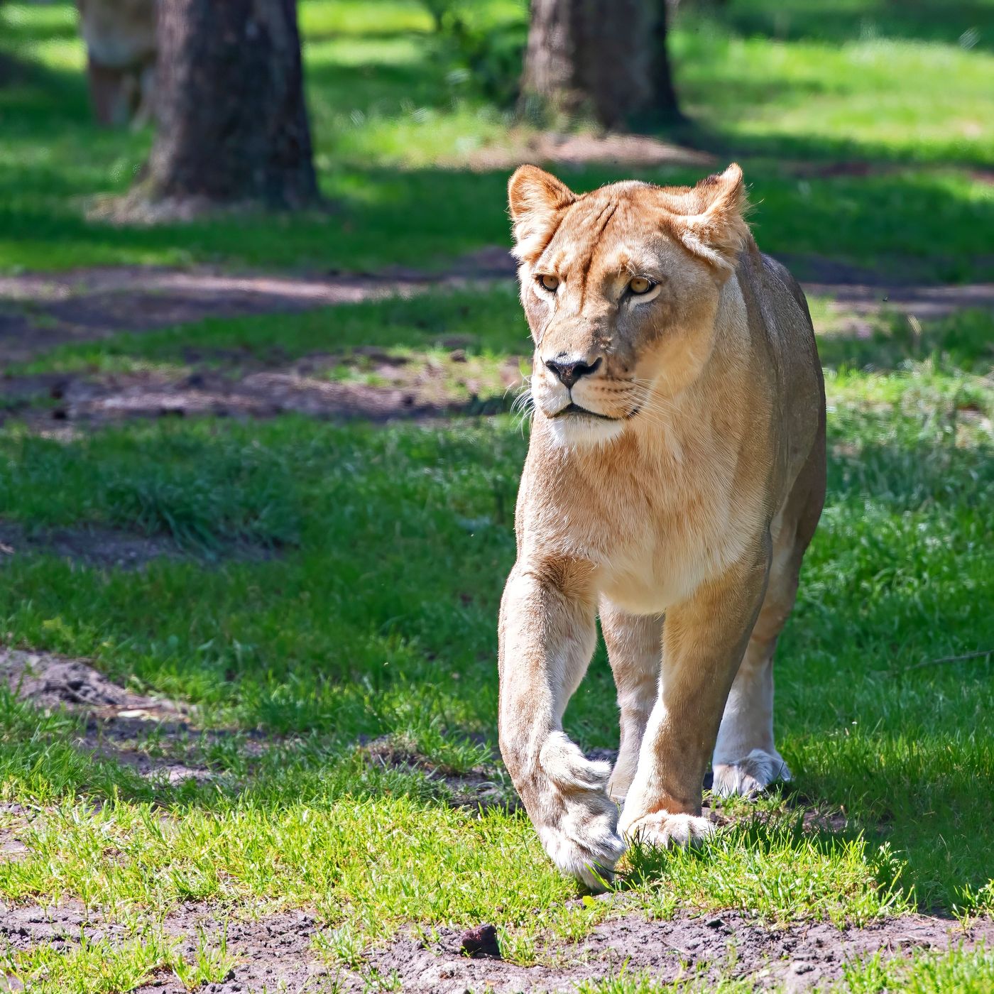 Serengeti Park Hodenhagen, Germany