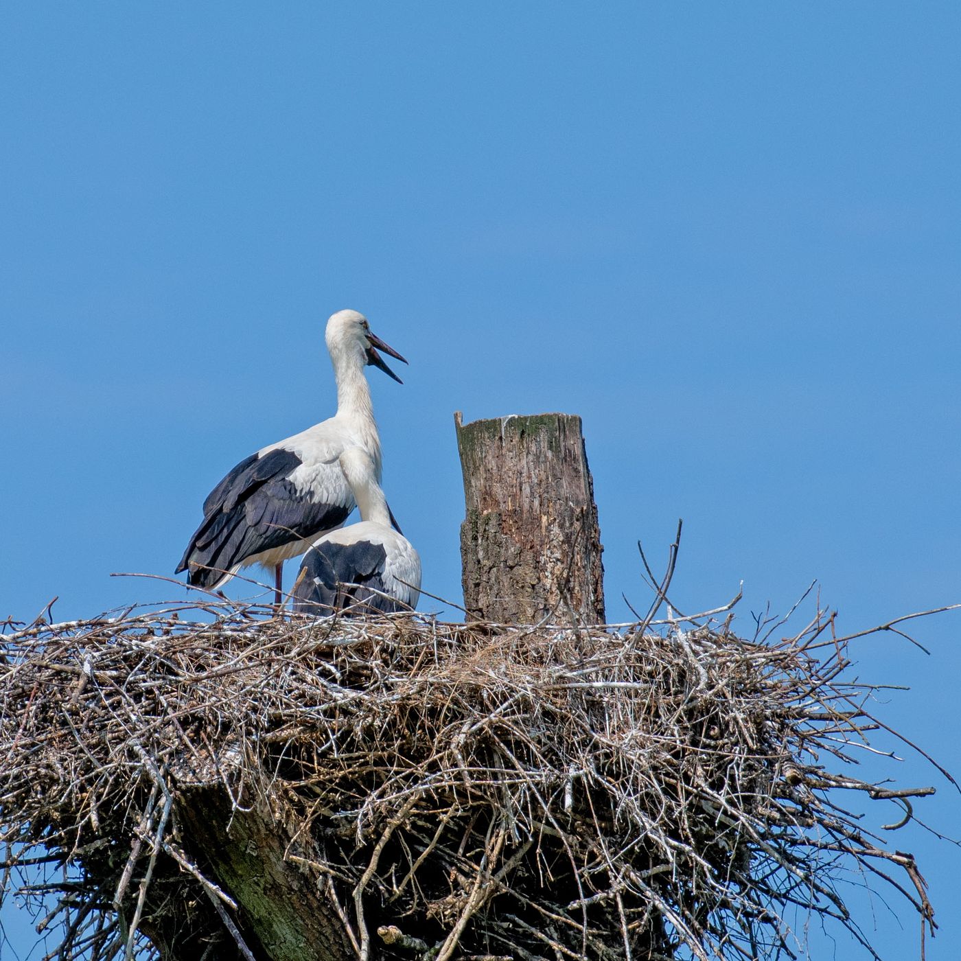 Serengeti Park Hodenhagen, Germany