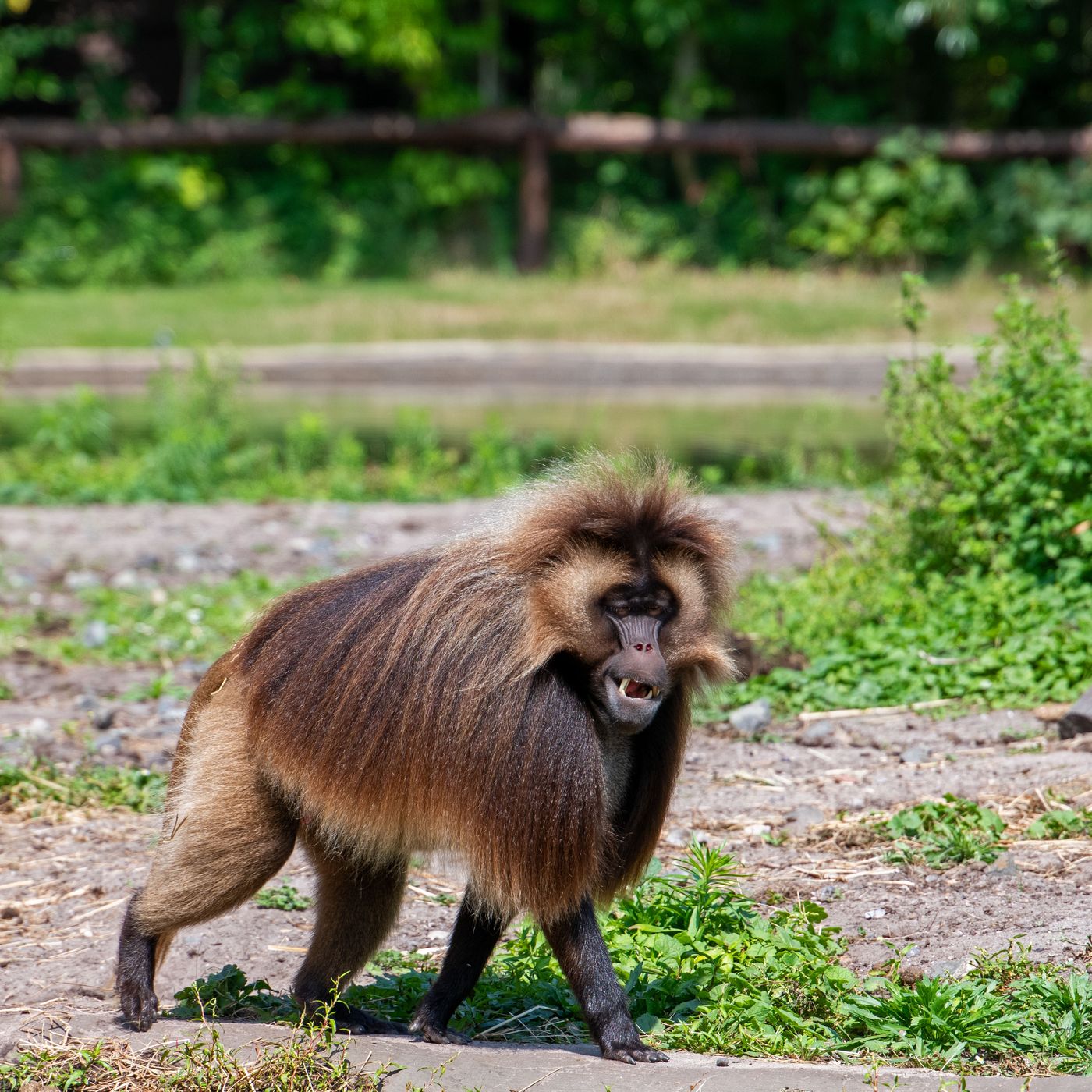 Serengeti Park Hodenhagen, Germany