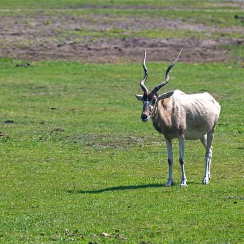 Serengeti Park Hodenhagen