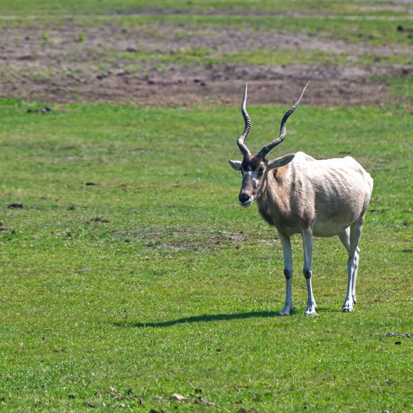 Serengeti Park Hodenhagen, Germany