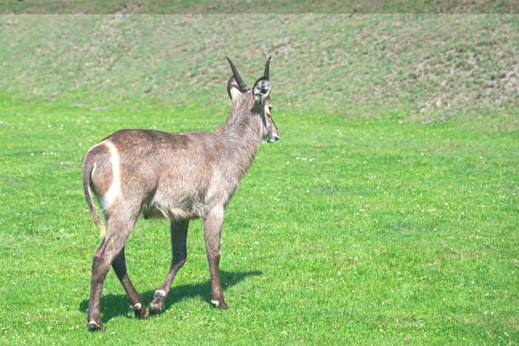 Serengeti Park Hodenhagen