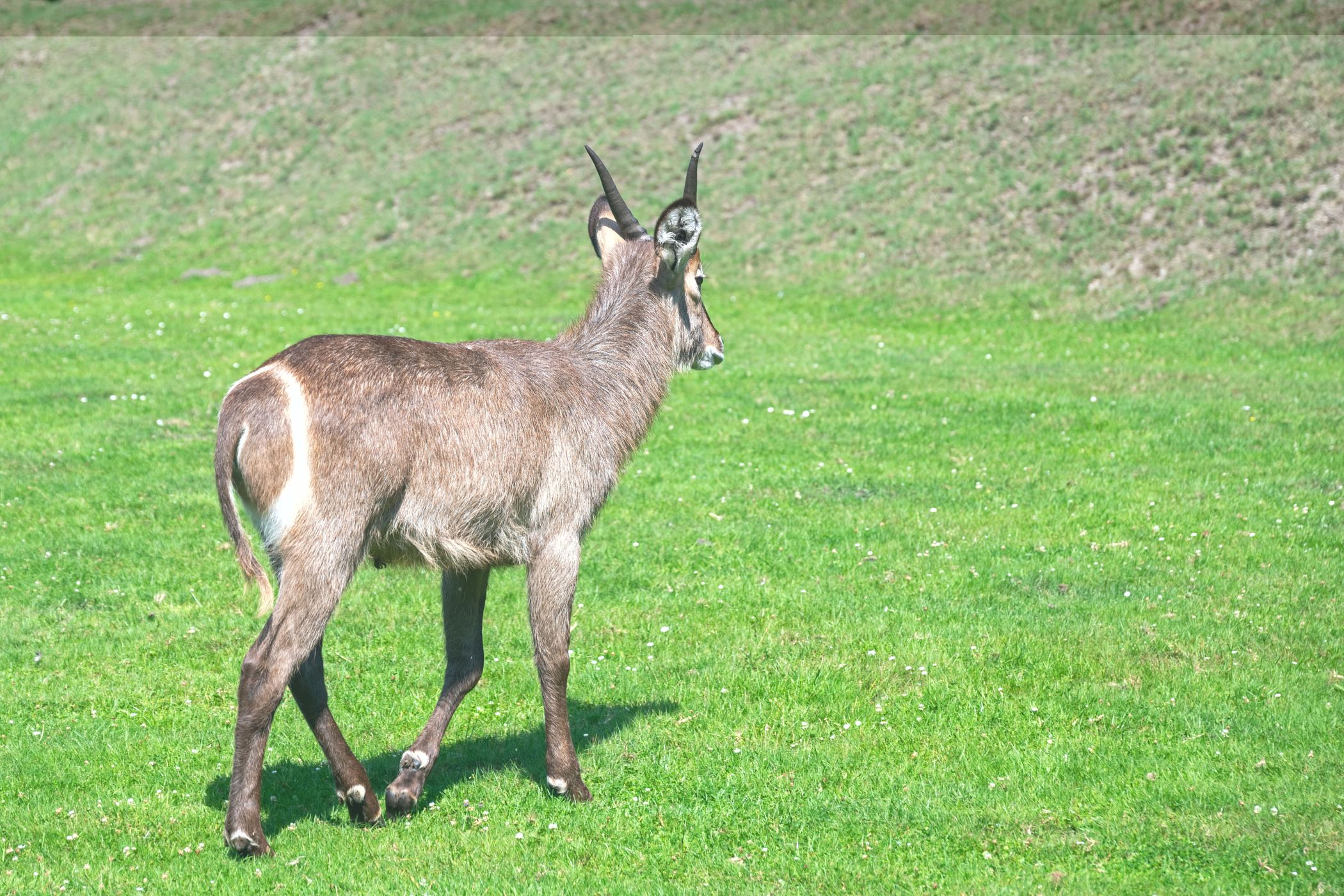 Serengeti Park Hodenhagen, Germany