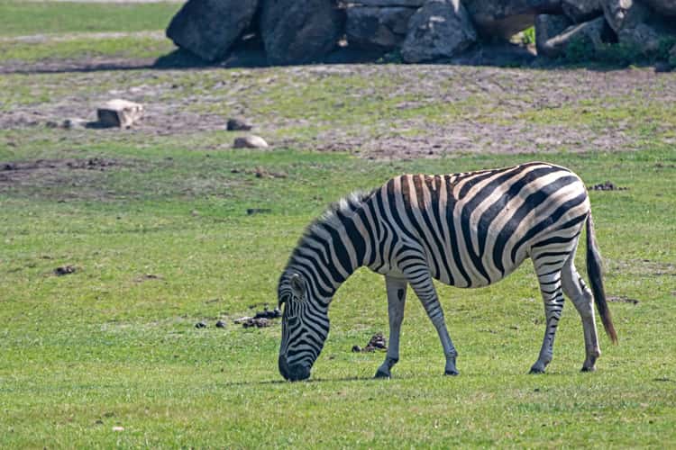 Serengeti Park Hodenhagen