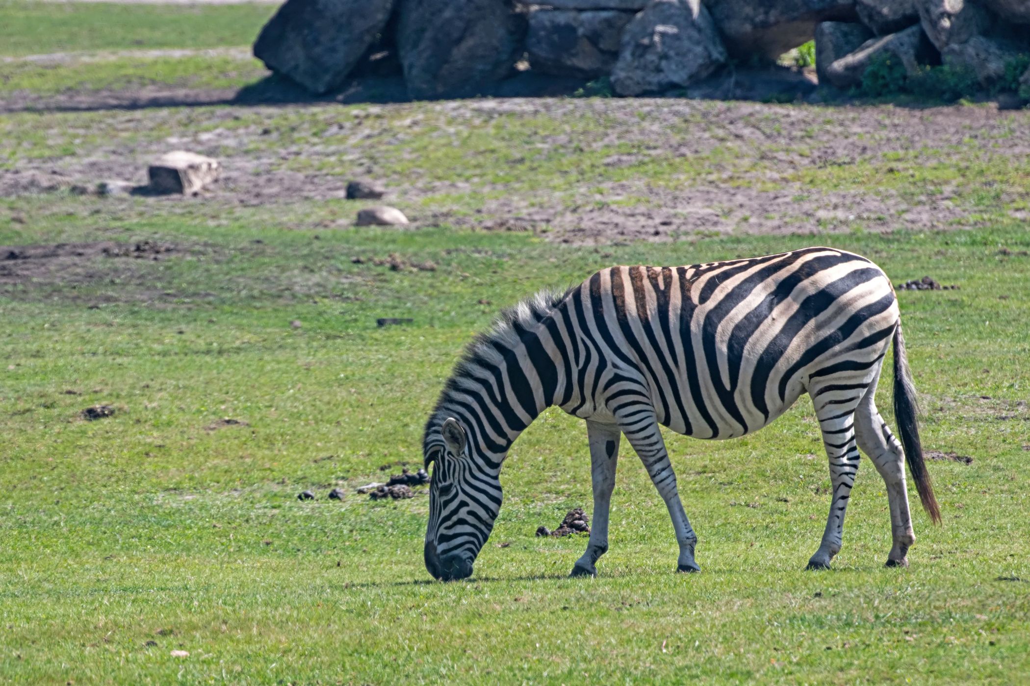 Serengeti Park Hodenhagen, Germany