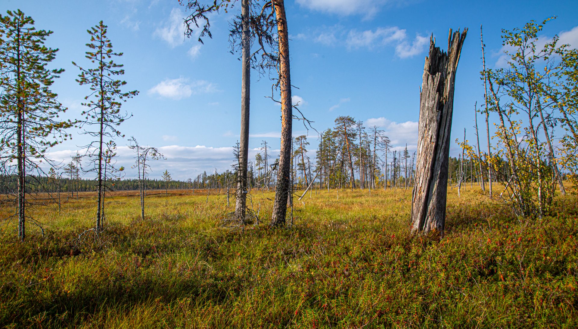 Sokanaapa mire, Finland