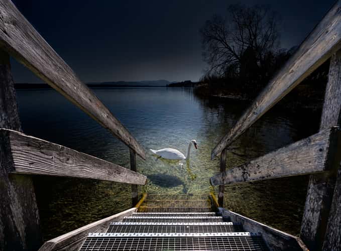 Swan lake