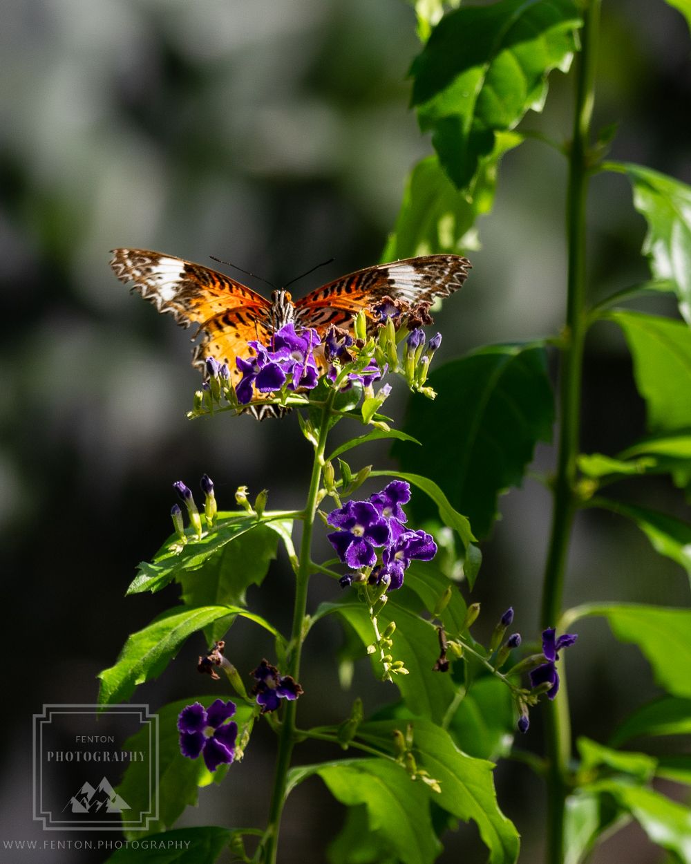 The Butterfly Farm Aruba, Aruba