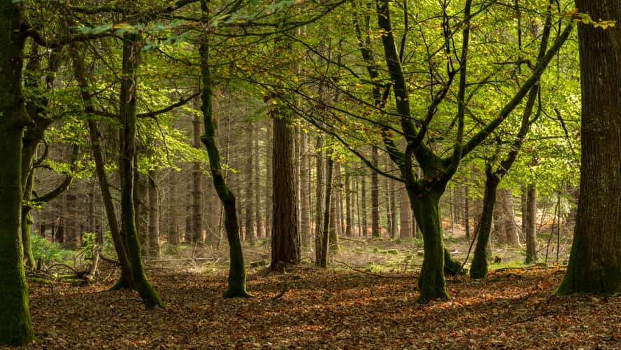 The New Forest