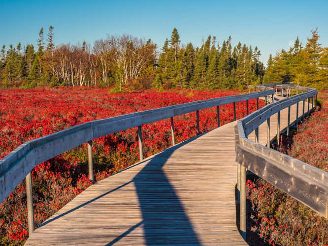 tourbière de l'île Miscou / Miscou Island Peat Bog