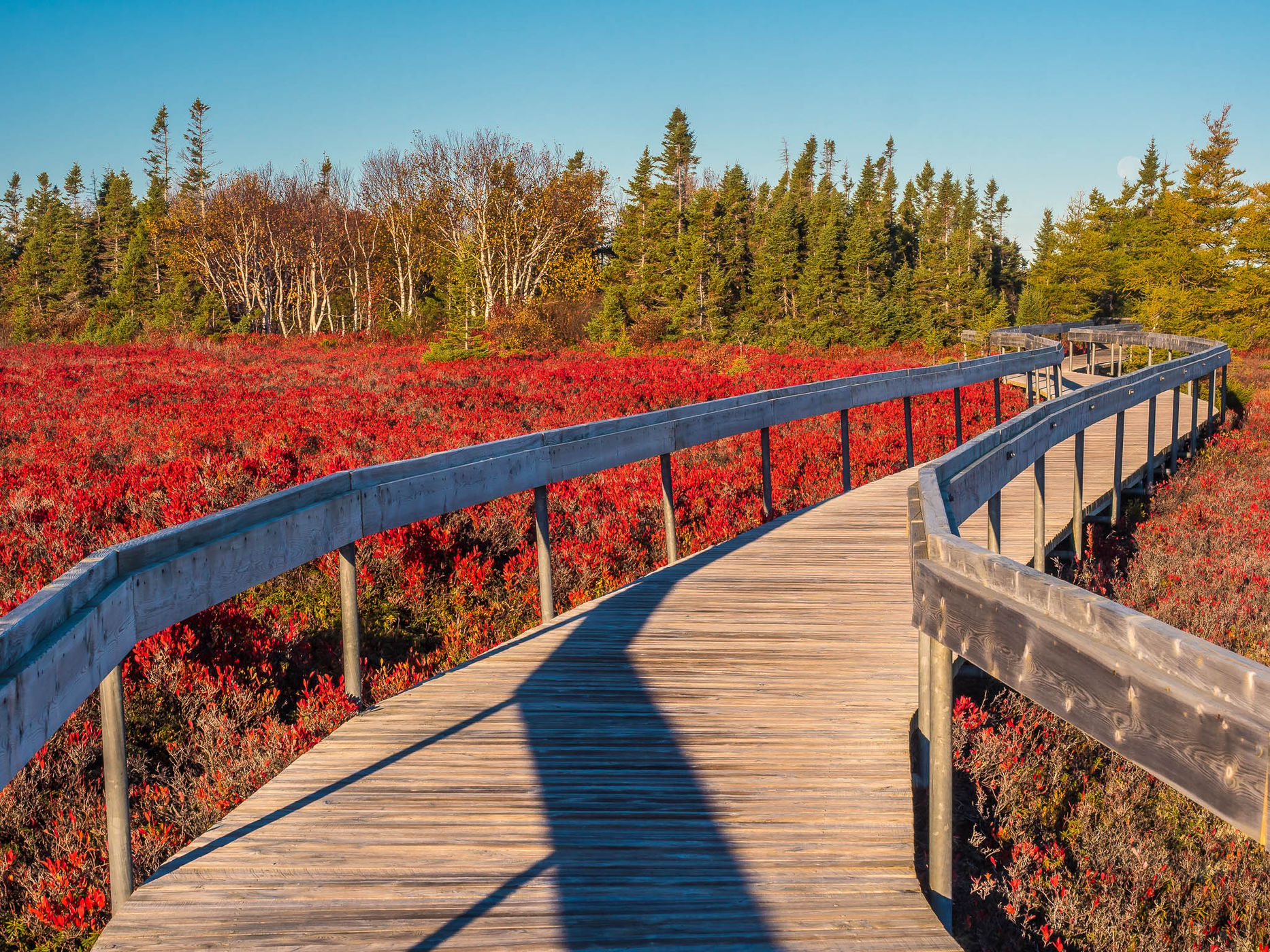 tourbière de l'île Miscou / Miscou Island Peat Bog, Canada