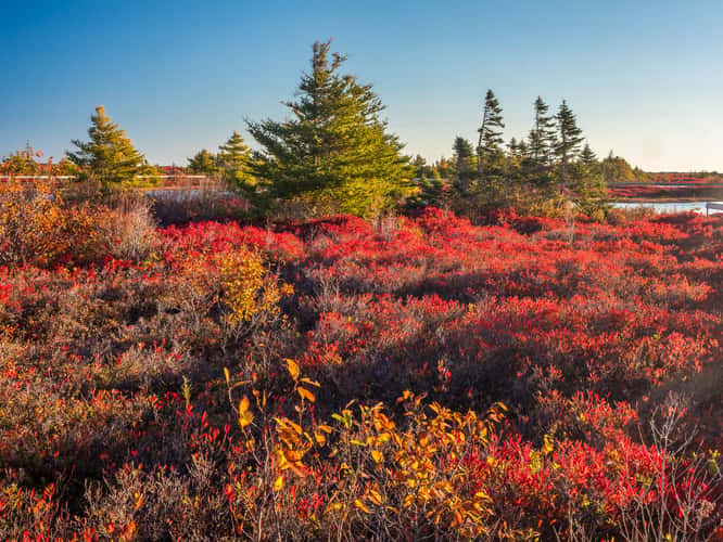 tourbière de l'île Miscou / Miscou Island Peat Bog