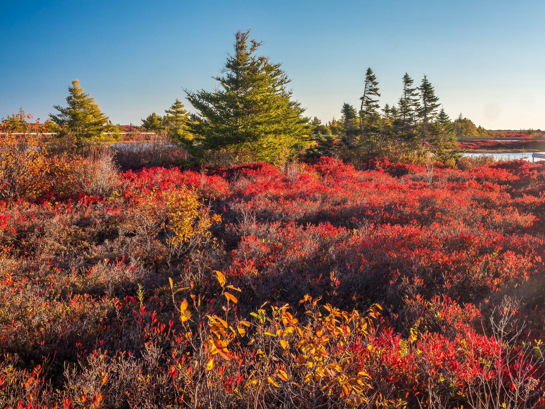 tourbière de l'île Miscou / Miscou Island Peat Bog, Canada