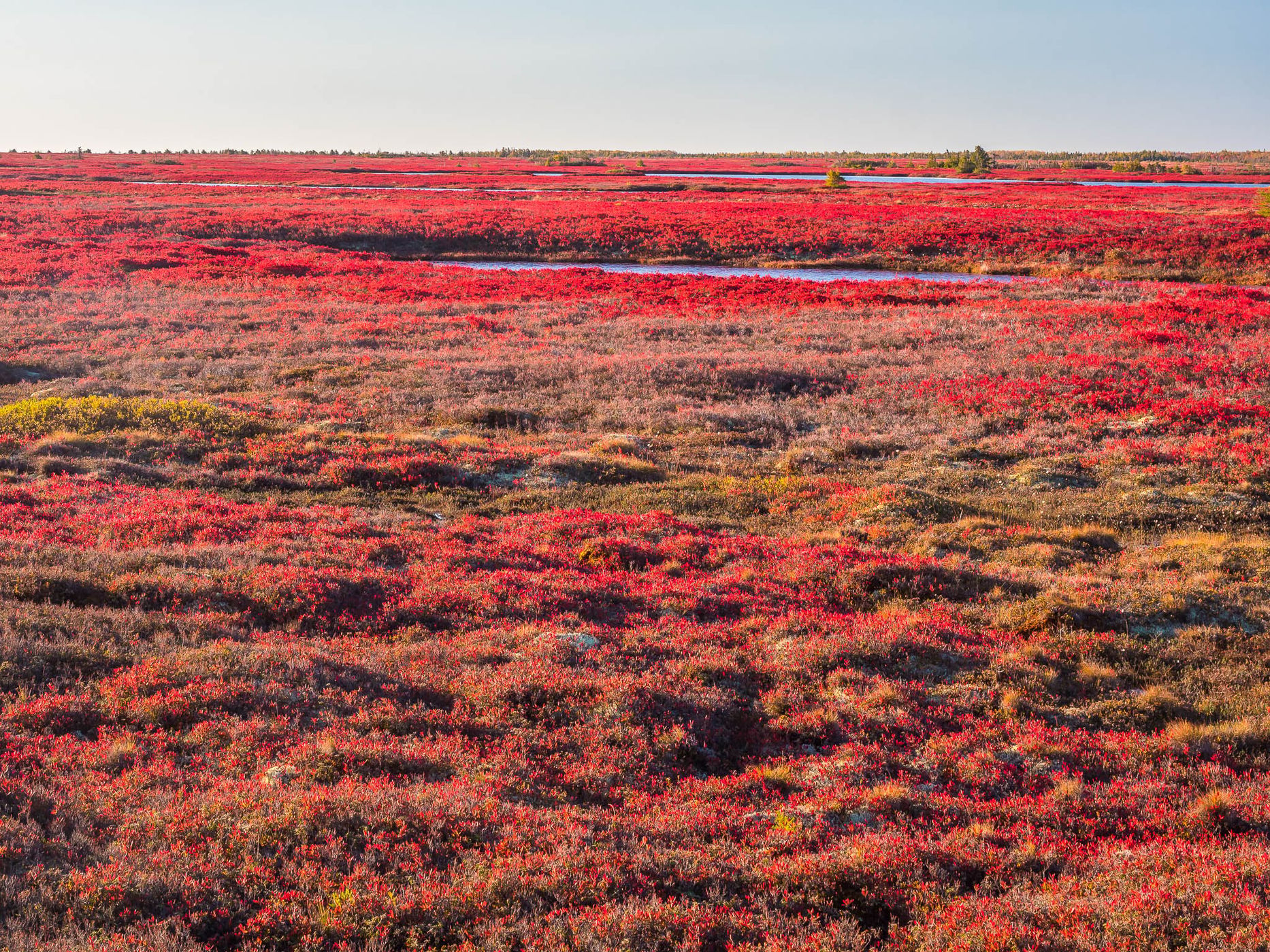 tourbière de l'île Miscou / Miscou Island Peat Bog, Canada
