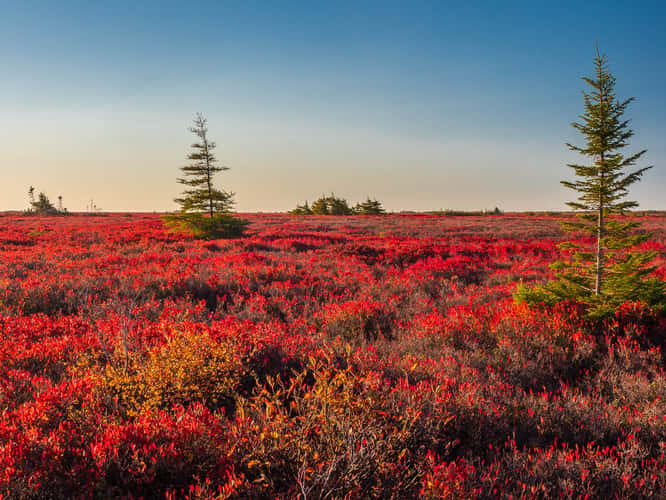 tourbière de l'île Miscou / Miscou Island Peat Bog