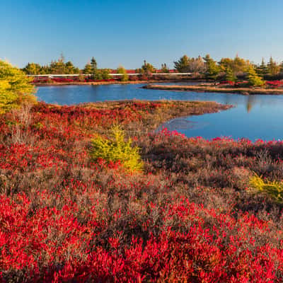 tourbière de l'île Miscou / Miscou Island Peat Bog, Canada