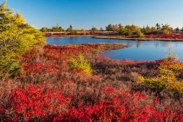 tourbière de l'île Miscou / Miscou Island Peat Bog