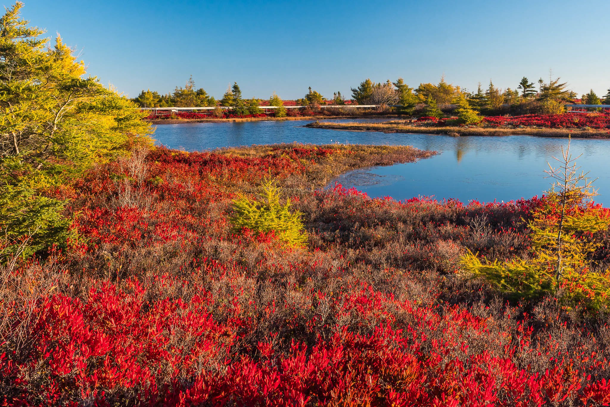 tourbière de l'île Miscou / Miscou Island Peat Bog, Canada