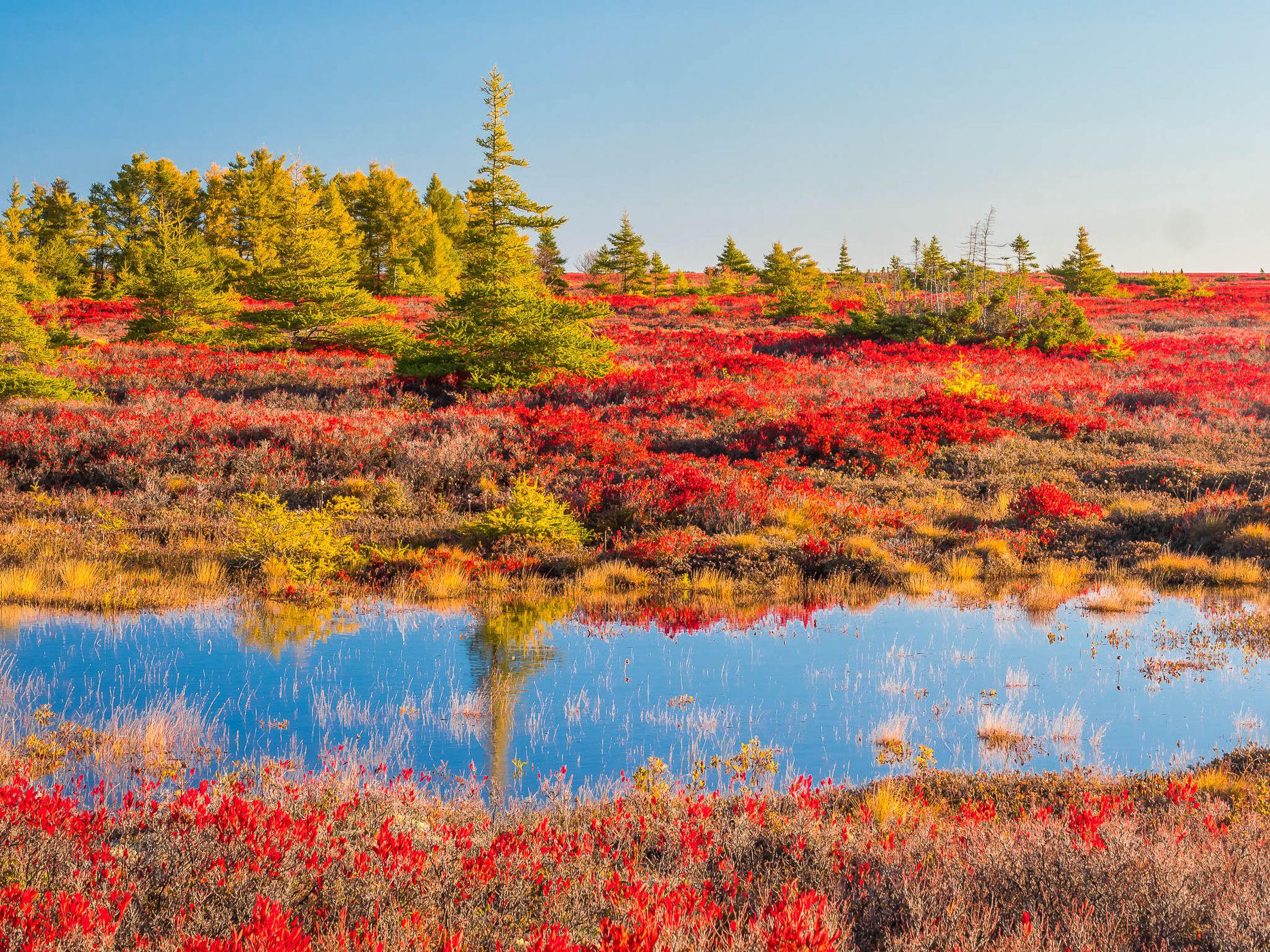 tourbière de l'île Miscou / Miscou Island Peat Bog, Canada