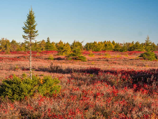 tourbière de l'île Miscou / Miscou Island Peat Bog
