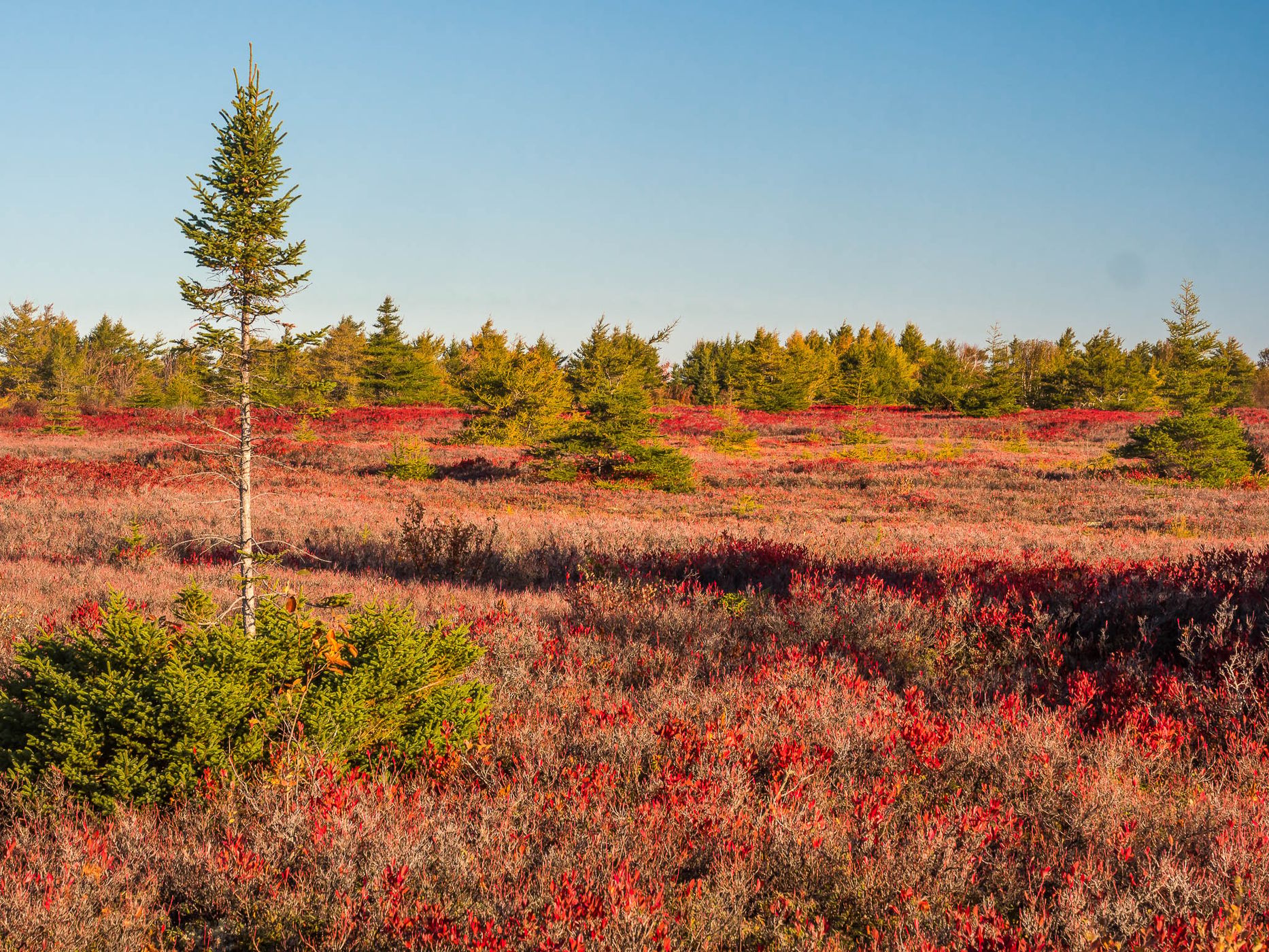 tourbière de l'île Miscou / Miscou Island Peat Bog, Canada